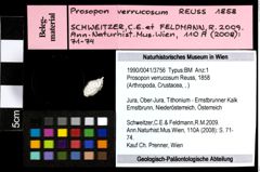 Foto (Objekt + Etiketten) von Prosopon verrucosum (Reuss, 1858) 